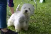 Фото №4. Продажа вест-хайленд-уайт-терьера в Daszewice заводчик - цена 111320₽