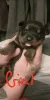 Фото №3. Rottweiler Puppies на продажу.  США