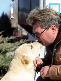 Фото №1. среднеазиатская овчарка - купить в Молодечно за договорная. Объявление №2035