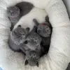 Фото №4. Продам шотландскую вислоухую (скоттиш фолд) в Васкьяле частное объявление - цена договорная