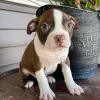 Фото №2 к объявлению №165208 о продаже бостон-терьера - купить в Нидерландах заводчик