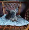 Дополнительные фото: Милые девочки французский бульдог