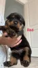 Фото №3. Rottweiler Puppies.  Бельгия