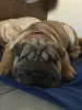 Дополнительные фото: 3 szczenięta Shar Pei na sprzedaż