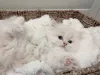 Дополнительные фото: Наполеон-Манчкин-Кетчен