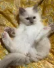 Фото №3. Очаровательные котят Бирман, готовые украсть твое сердце. США