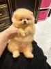 Дополнительные фото: Pomeranski Mini Shpic Pomeranian Spitz Померанские Мини шпицы