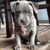 Дополнительные фото: Pitbull Terrier щенки доступны