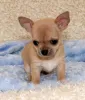 Фото №2 к объявлению №162860 о продаже чихуахуа - купить в Канаде частное объявление