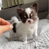 Фото №3. Teacup Chihuahua Puppies.  Германия