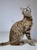 Дополнительные фото: BENGAL KITTEN
