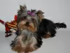 Дополнительные фото: Yorkshire terrier. Boy's and girl's.