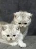 Дополнительные фото: Продам шотландского котенка