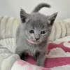 Фото №3. Gorgeous pedigree blue Russian kittens ready now. Великобритания