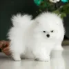 Дополнительные фото: Pomeranian Spitz