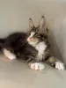 Дополнительные фото: Котята мейн-кун LOOF