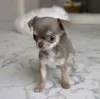 Фото №4. Продажа чихуахуа в Хельсинки  - цена 51022₽