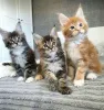 Фото №3. Entzückende Maine-Coon-Kätzchen zur Adoption verfügbar!. Германия