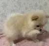 Дополнительные фото: Щенки шпиц