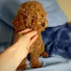 Фото №3. Adorable toy poodle puppies for sale.  Австрия