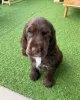 Фото №1. английский кокер-спаниель - купить в Вюрцбург за договорная. Объявление №154051