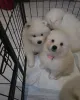 Фото №2 к объявлению №161324 о продаже самоедскую собаку - купить в Беларуси 