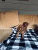 Дополнительные фото: Toy poodle. Premium puppies.