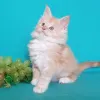 Фото №3. Acketez un Chaton Ragdoll à prix reduit. Livraison возможна.. Германия