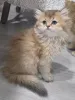 Фото №3. Adorables Chatons British Longhair доступны в продаже.. Финляндия