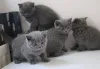 Фото №2 к объявлению №138554 о продаже британская короткошёрстная - купить в Германии 