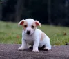 Фото №3. Качественные щенки Lilac & Tan Jack Russell Terrier.  Румыния