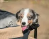 Дополнительные фото: Miniature American Shepherd FCI