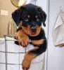 Дополнительные фото: Rottweiler Puppies