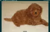 Дополнительные фото: Poodle Toy