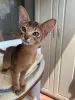 Дополнительные фото: Абиссинский котёнок девочка - Ракета, цвет Rudy из питомника с документами