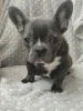 Фото №2 к объявлению №166528 о продаже французского бульдога - купить в Беларуси частное объявление