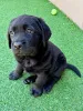 Фото №3. Wunderschöne Labrador-Retriever-Welpen suchen einliebevolles neues Zuhause.  Германия