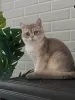 Фото №1. британская короткошёрстная - купить в Магдебург за договорная. Объявление №175095