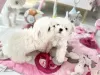 Дополнительные фото: white_dolls_maltese