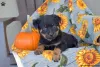 Фото №3. Rottweiler Puppies - 3 девушки, оставшиеся, могут покинуть Thur!.  Греция