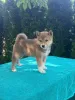 Дополнительные фото: Shiba-Inu Puppy