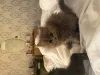 Фото №3. Котята. Грузия