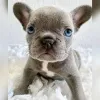 Фото №2 к объявлению №138543 о продаже французского бульдога - купить в Франции 