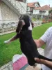 Дополнительные фото: Beagle щенки на продажу
