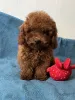 Дополнительные фото: Toy poodle's girl