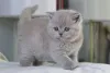 Фото №3. Супер шаттиге британские котята кортаар. Бельгия