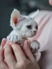 Фото №3. Общительные котята девон-рекс идеально подходят для любящих и активных семей.. Германия