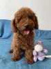Фото №1. пудель (той) - купить в Киеве за 148427₽. Объявление №147155