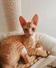 Фото №3. Родословные котят корниш-рекса готовы.. Дания