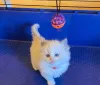 Дополнительные фото: Высококачественный турецкий ангорский котенок
